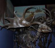 An extinct Irish Elk