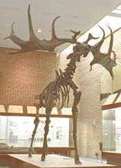 Another extinct Irish Elk