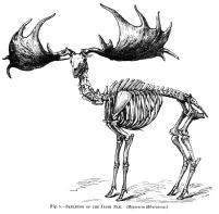 Yet another extinct Irish Elk